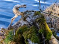 Wurzelfigur am Seeufer